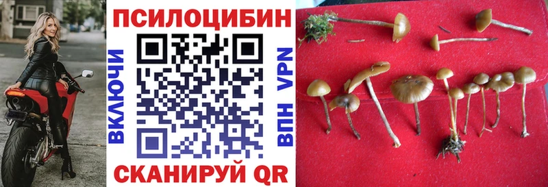 MEGA зеркало где найти Петровск-Забайкальский Галлюциногенные грибы Psilocybine cubensis